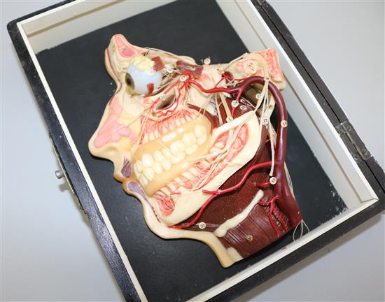 A Mittelwerk wax medical model of the internal workings of a human head, 9.5in.